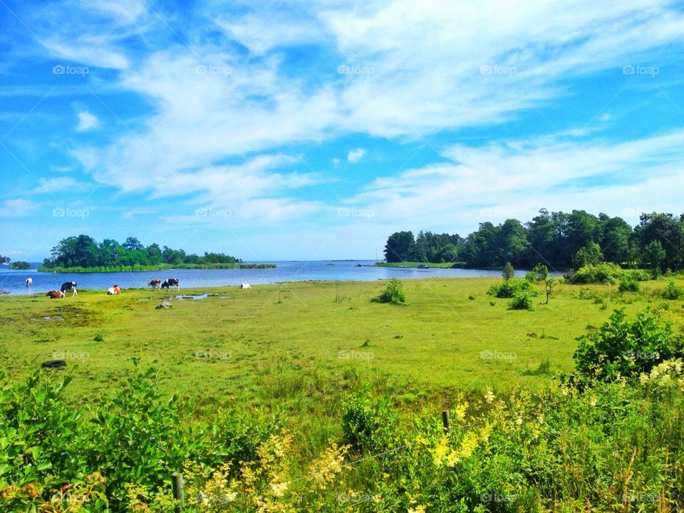 Green meadow by the sea