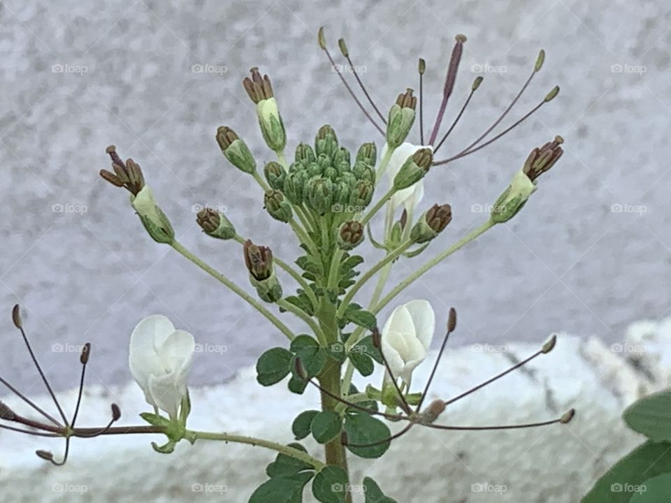 Shape of the nature, Countryside (Thailand)