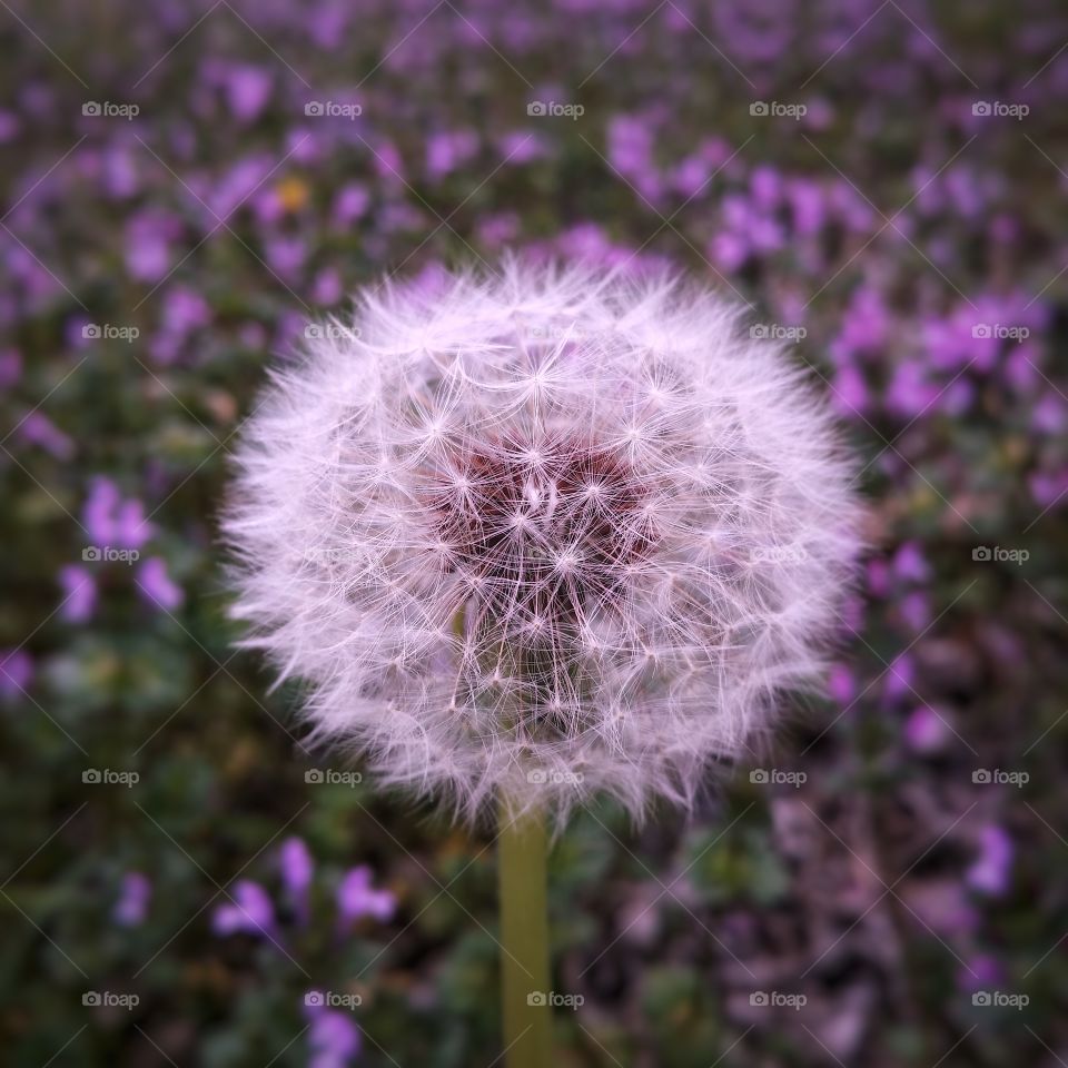 The white fluff of a dandelion with purple wildflowers in the background