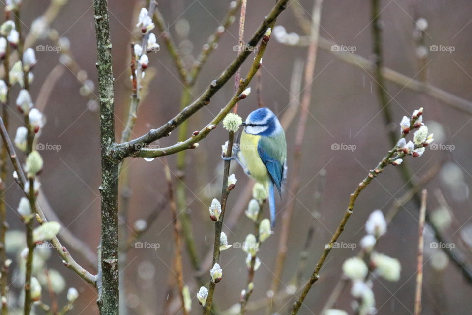 Blue Tit 