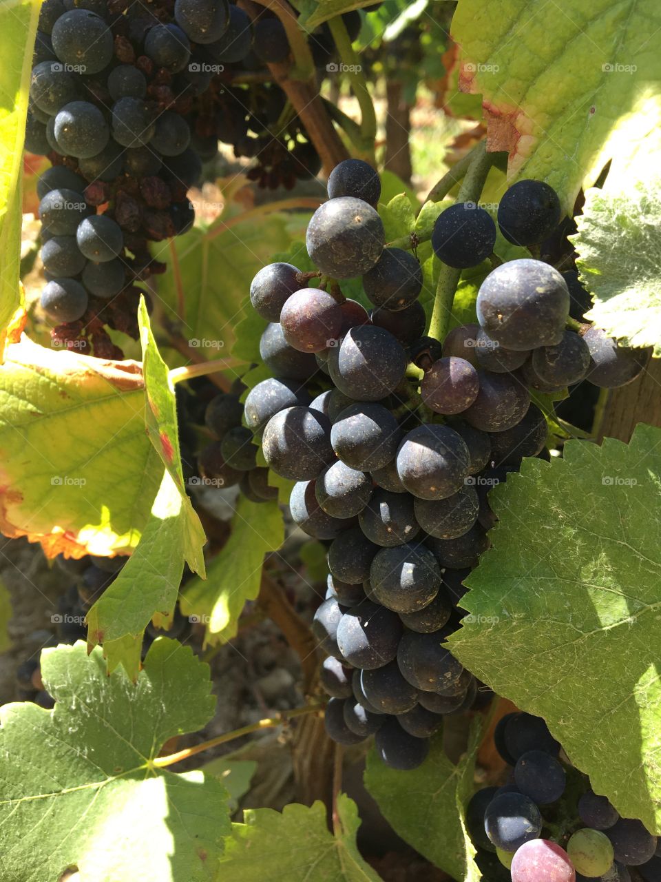 Sunny grapes in color