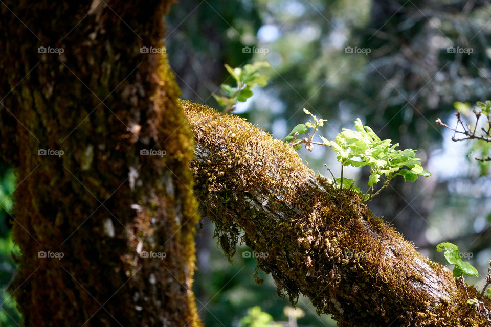 Small shoots of branches growing from a mossy tree branch, sitting the sunlight in front of a blurred forest background.
