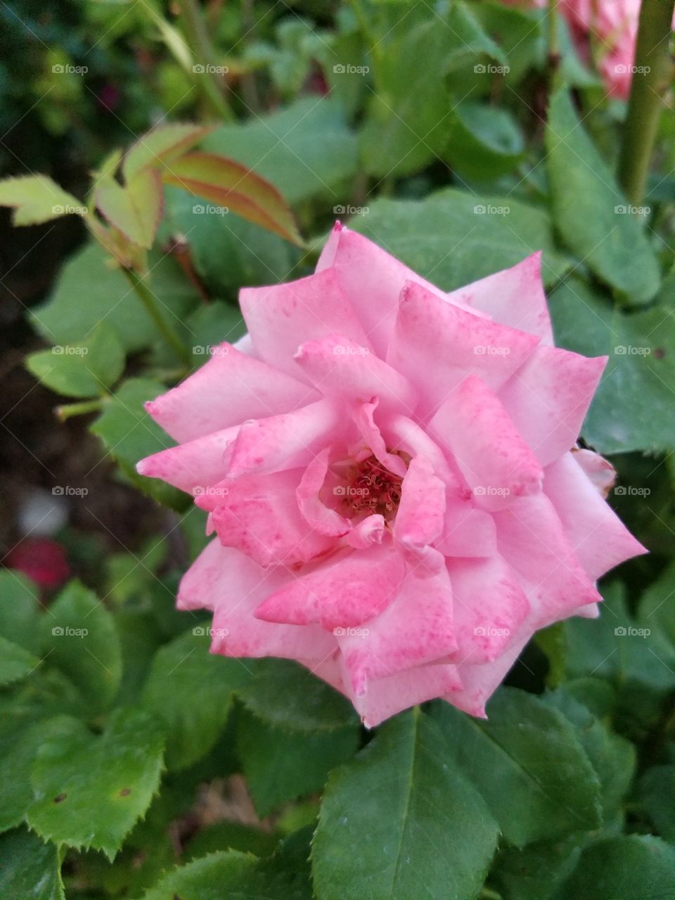 rose