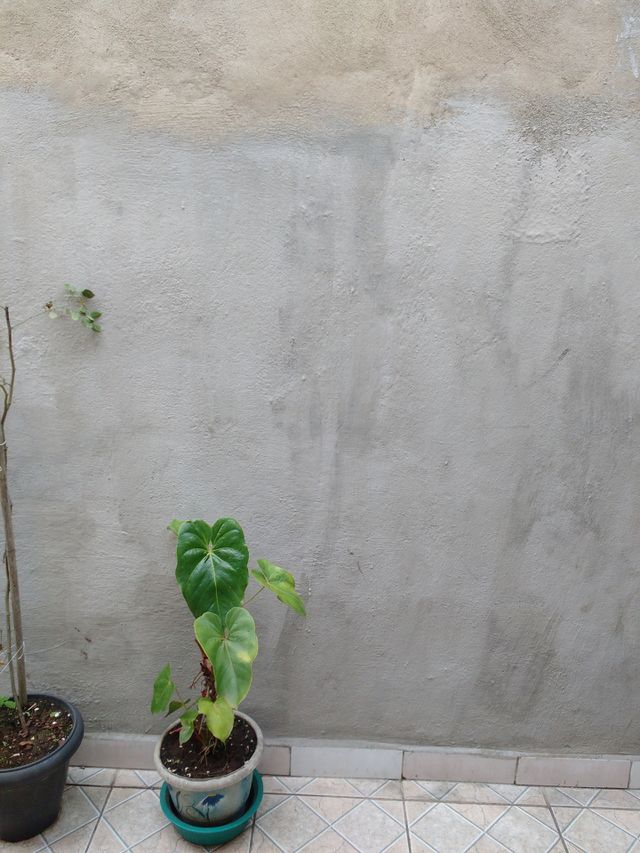 plant
