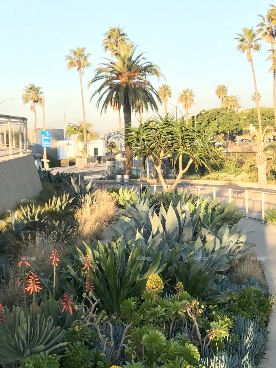 No Person, Garden, Flower, Tree, Palm