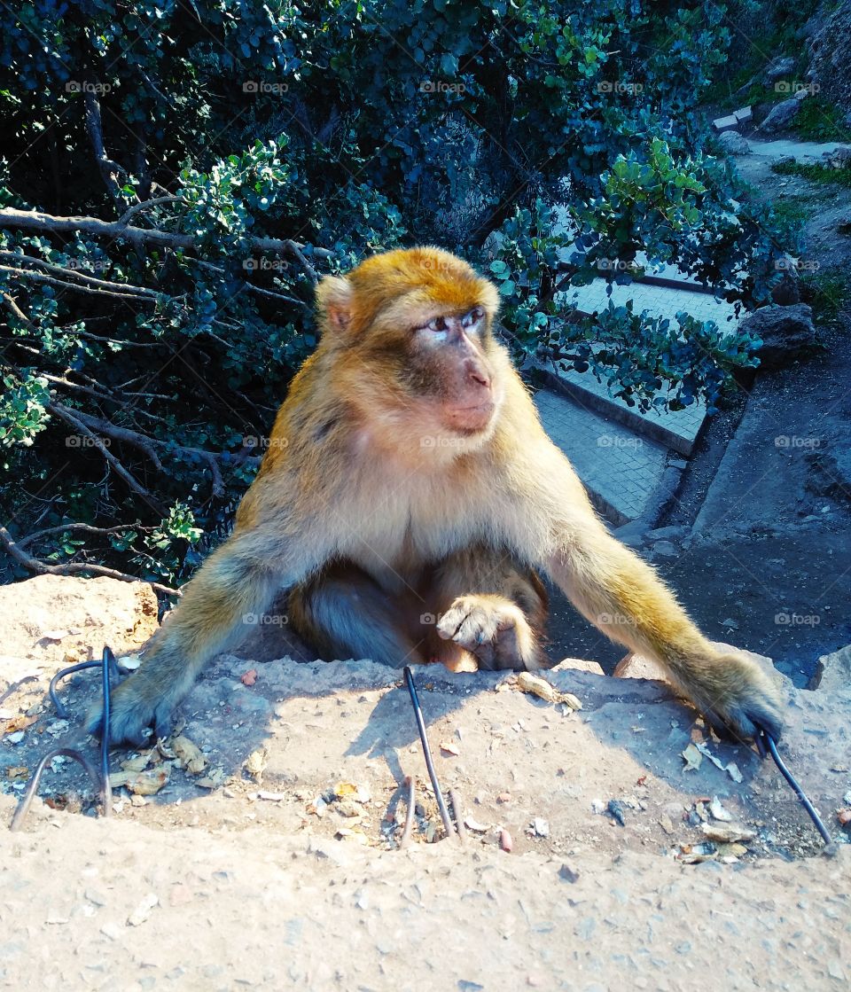 monkey in Marocco Ozoud