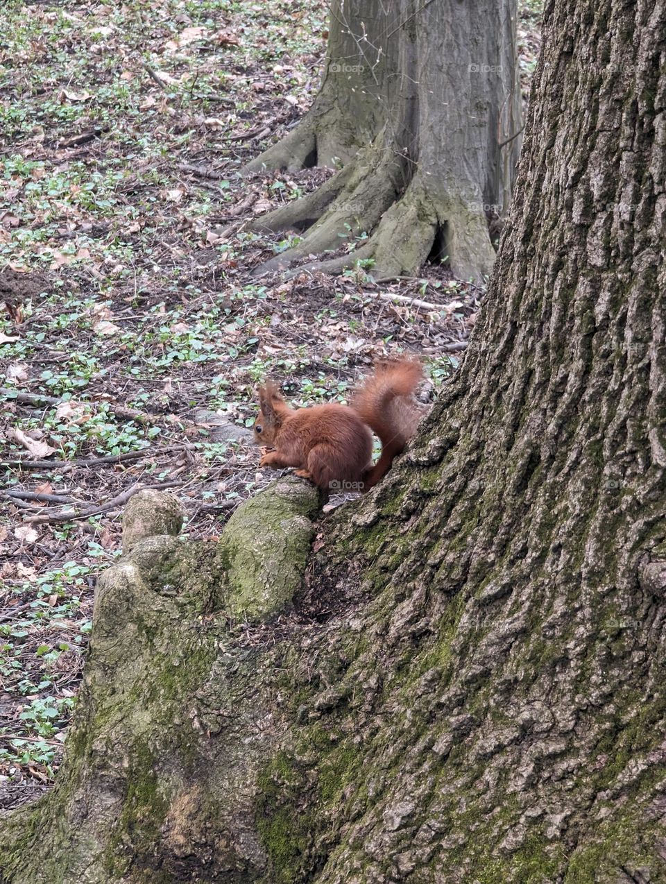 Squirrel on the tree