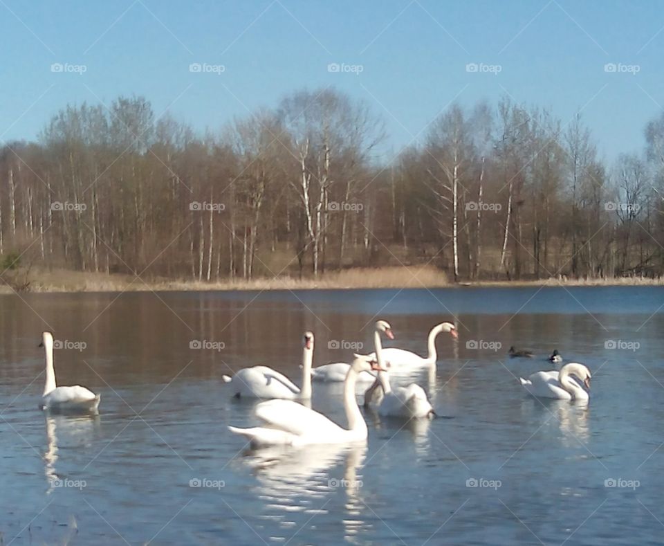 Swan, Lake, Water, Bird, Winter