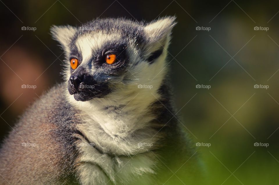 Close-up of a lemur