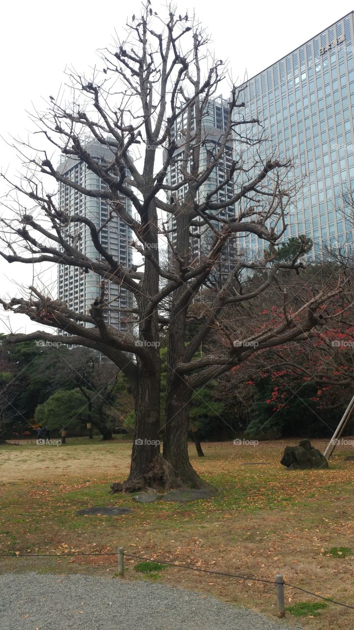 Tokyo twin tree