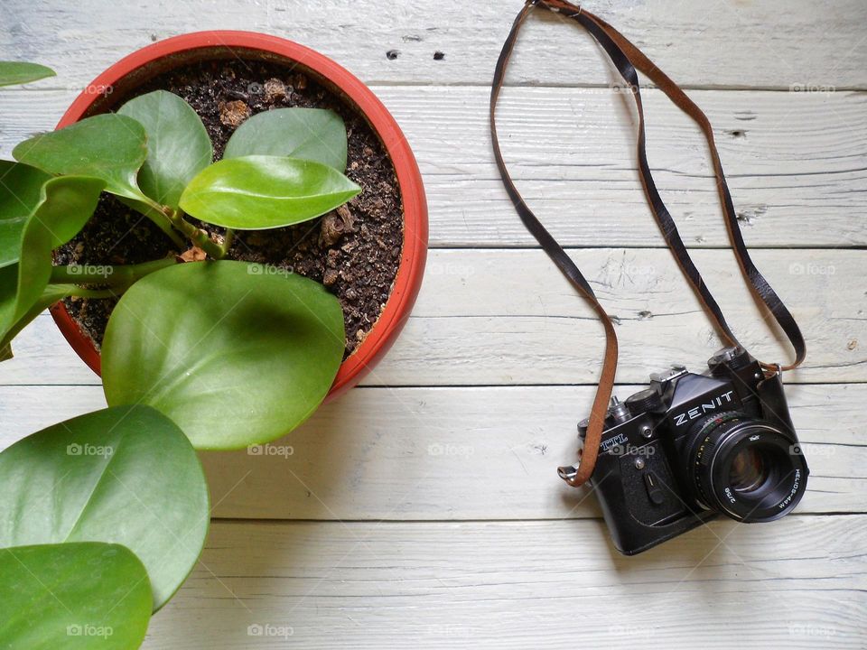 ficus plant and zenith camera