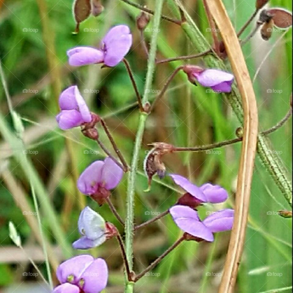 Flower, Nature, Flora, Petal, No Person