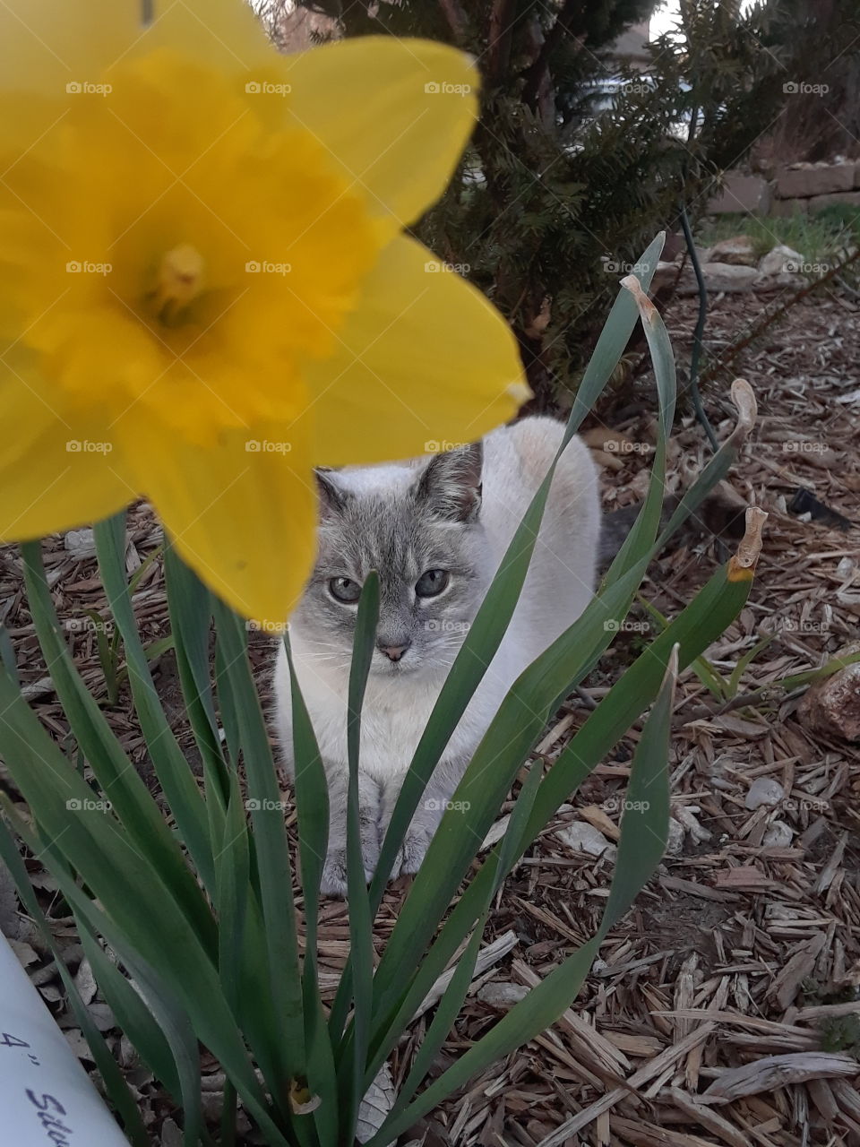 Siamese Tabby Cat in the garden with yellow daffodil