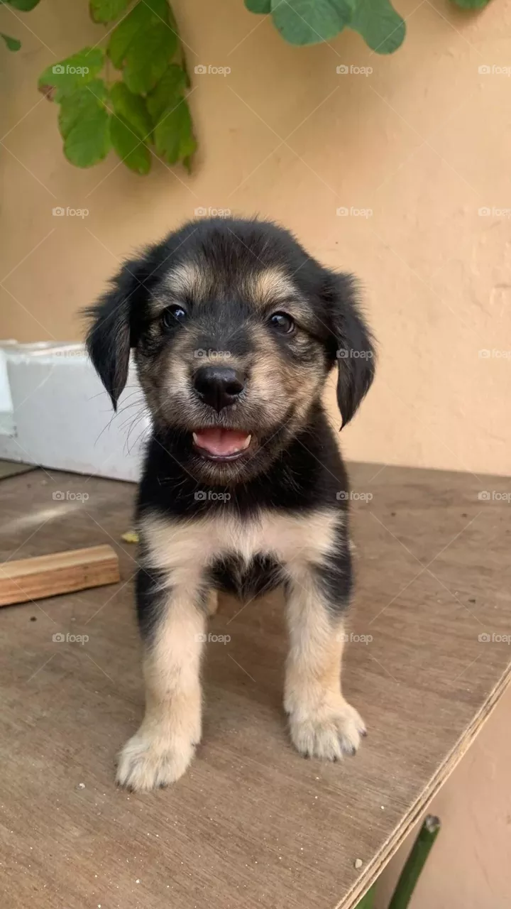 Hi! I am Negrita