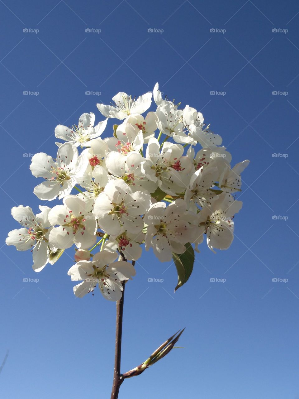 flower lover blossoming nature
📸 Muneeb bhat