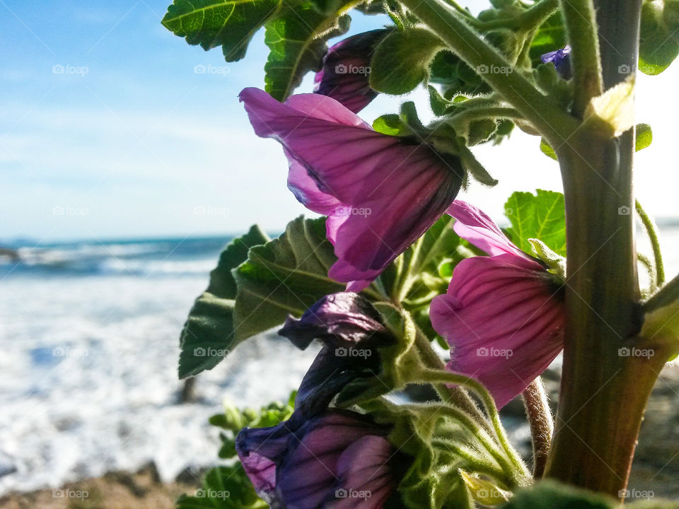 pink flower looking the mediterranean sea