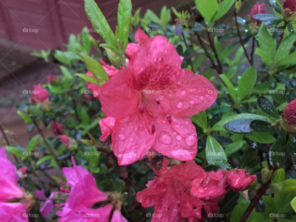 Wet azalea. Flowers in rain 