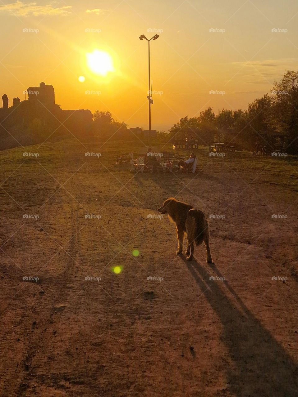 dog for a walk