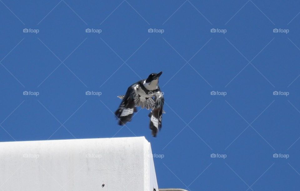Belted kingfisher taking off from a roof