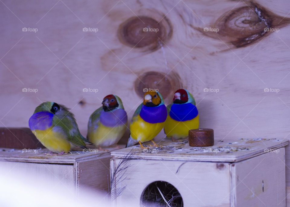 Gouldians Finches 