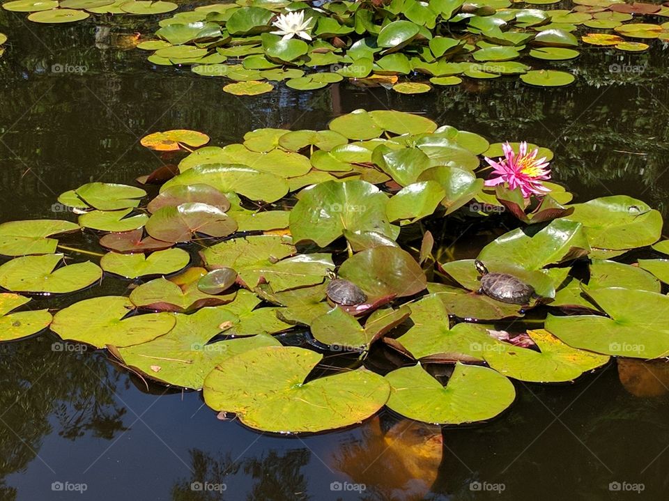 Pool, Lotus, Leaf, Water, Lake