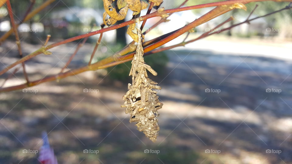 something lives here