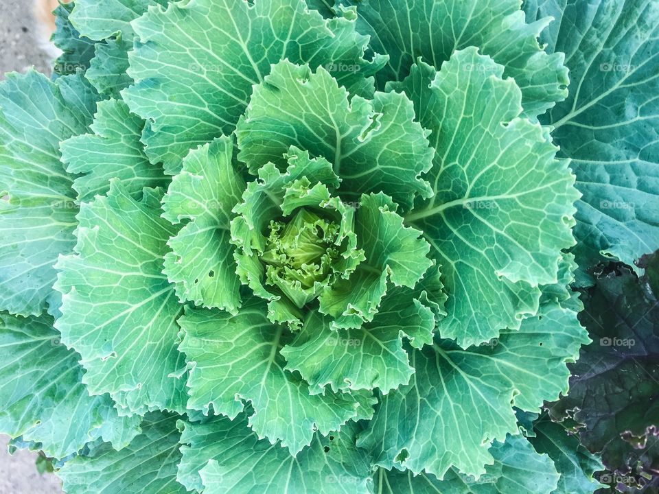 Vibrant green planted lettuce head texture 