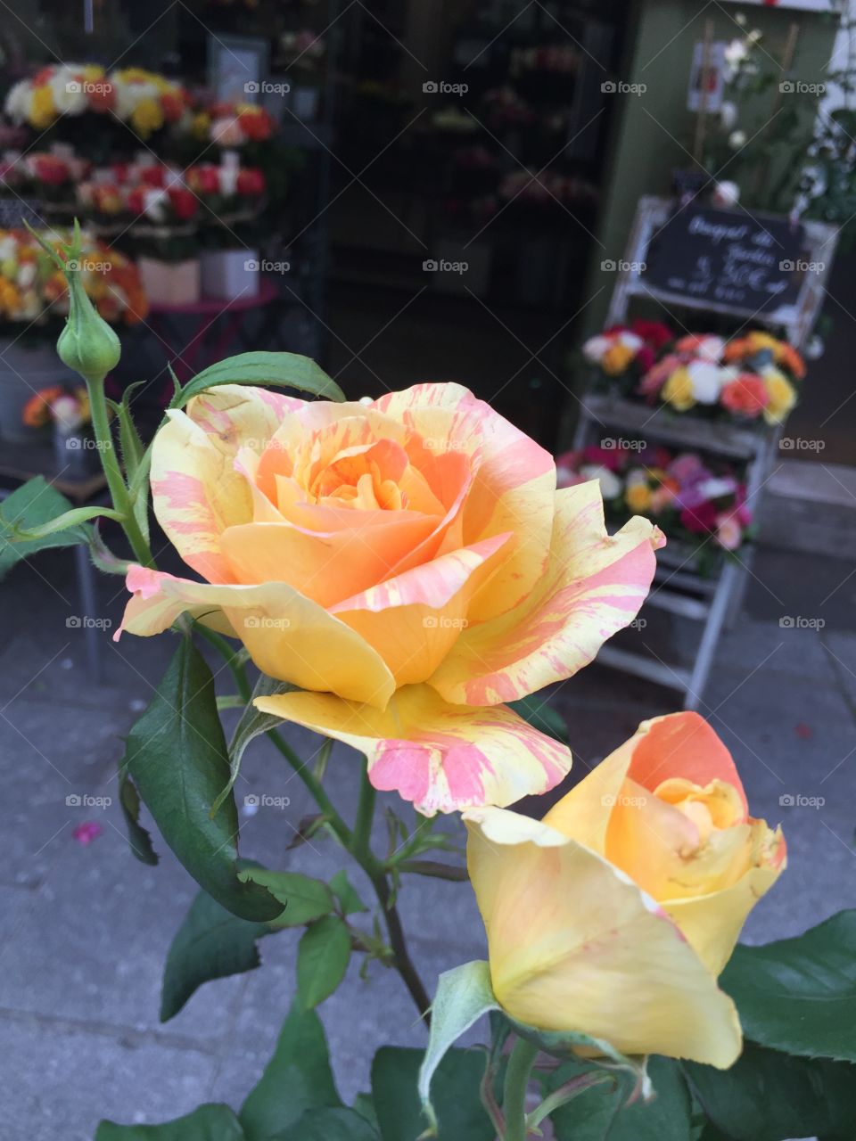 Roses in Paris