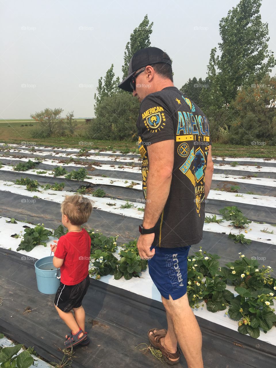 Picking strawberries with daddy