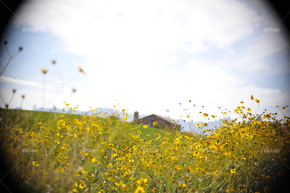 field of flowers