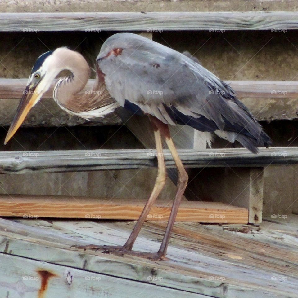 Grey Heron on a dock 