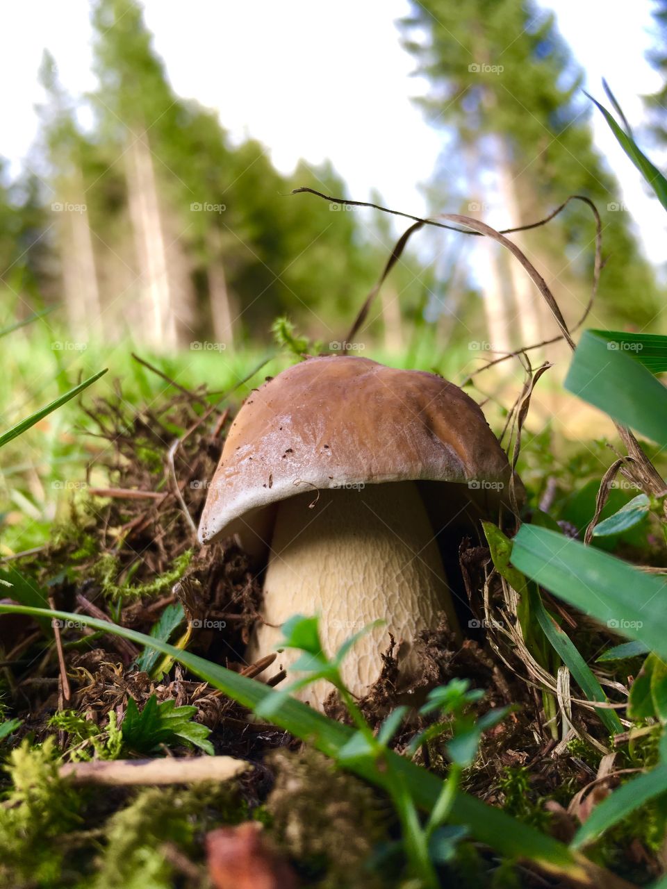 close-up of a mushroom in her environment