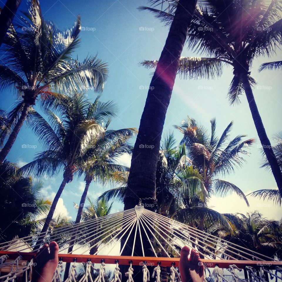 Hammock Under A Tree Canopy