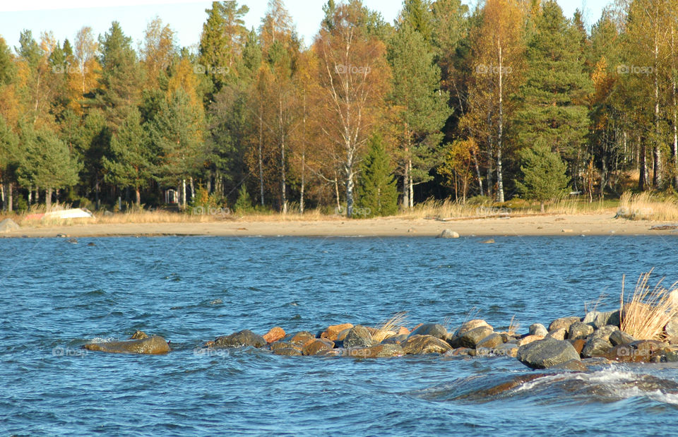 lake fall tree