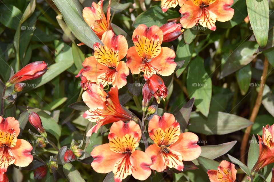 Alstroemeria Aurea