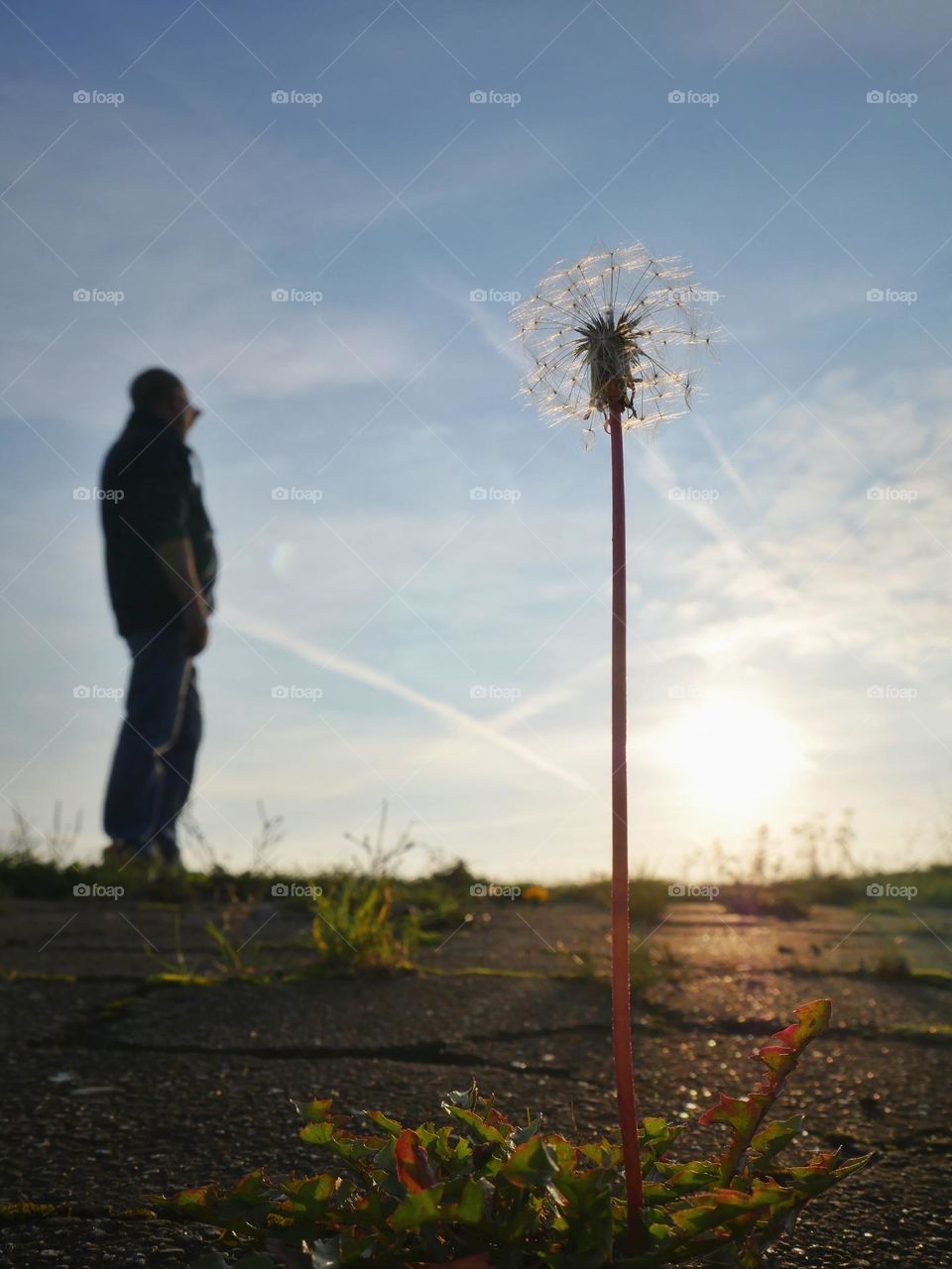 Dandelion flower