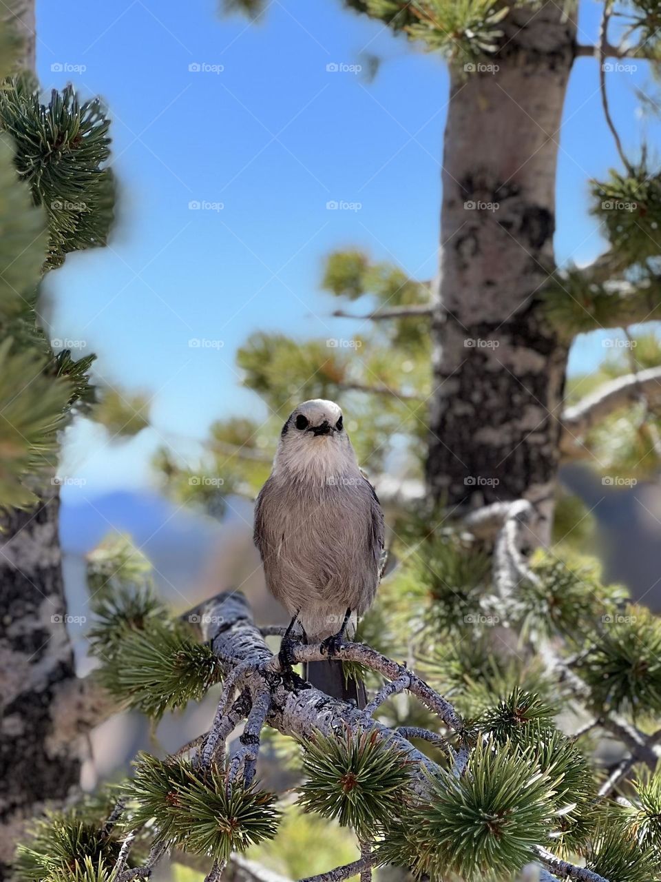 Fall wins challenge. A Canada Jay sits waiting on a branch at the top of Crags Trail in Colorado 