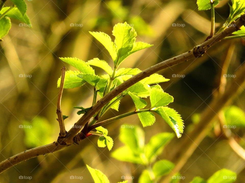 Spring leaves