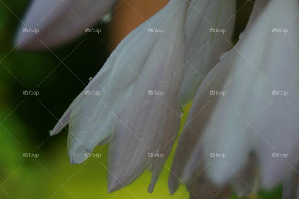 Hosta Flower