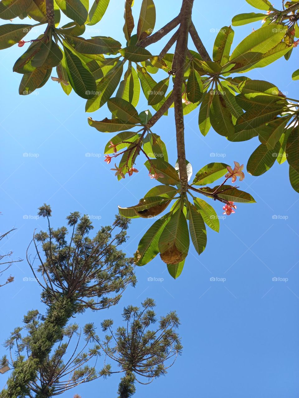 As plantas ornamentais