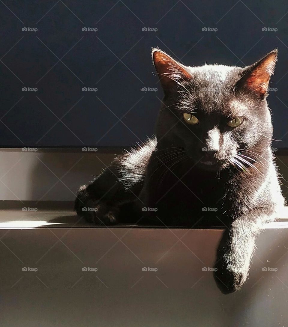 A pensive black cat basking in the morning sun somewhere high up in the house... Looking from another perspective to see better.