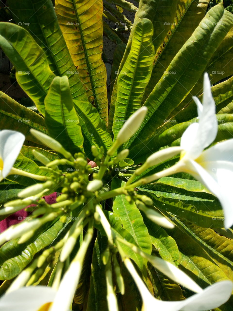 Leaf, Nature, Flora, No Person, Tropical