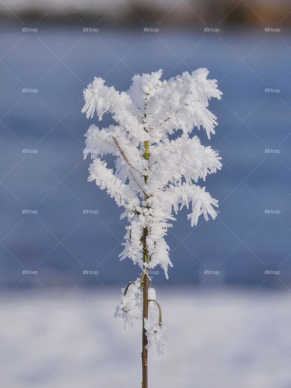 Frozen nature