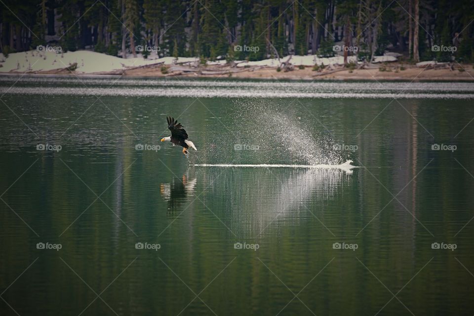 Bald eagle flying over lake during winter
