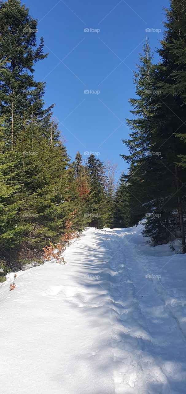 Forest road full of snow