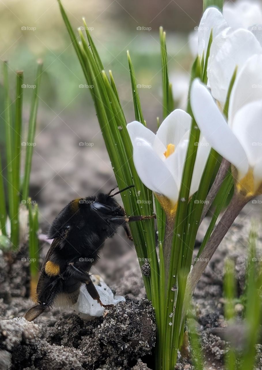 climbing in the crocus