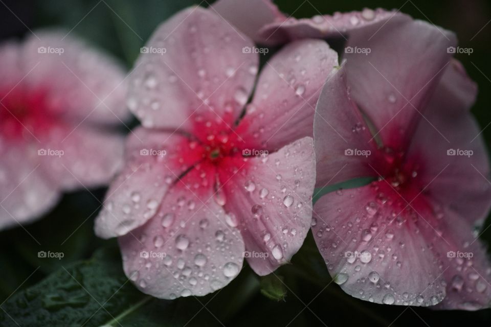 Morning dew on flowers