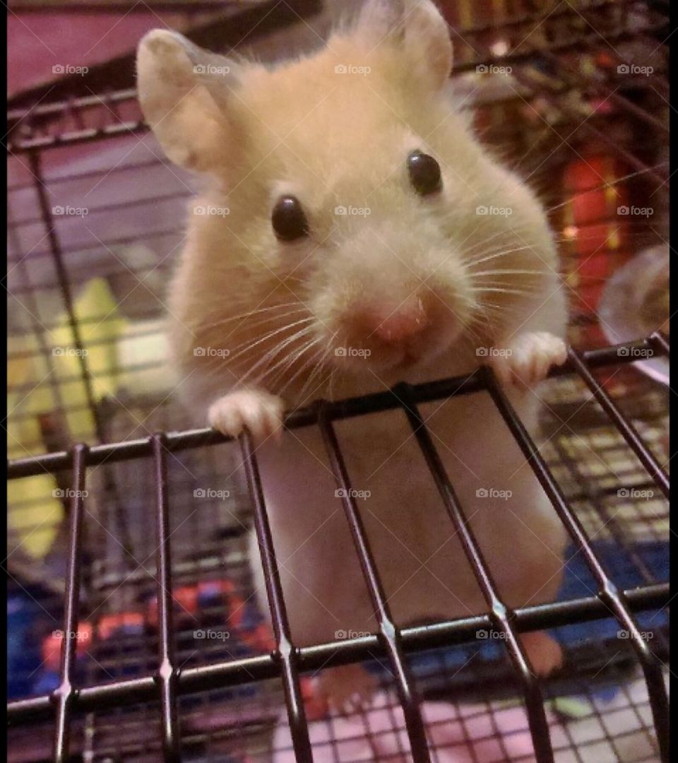 Close up of hamster 