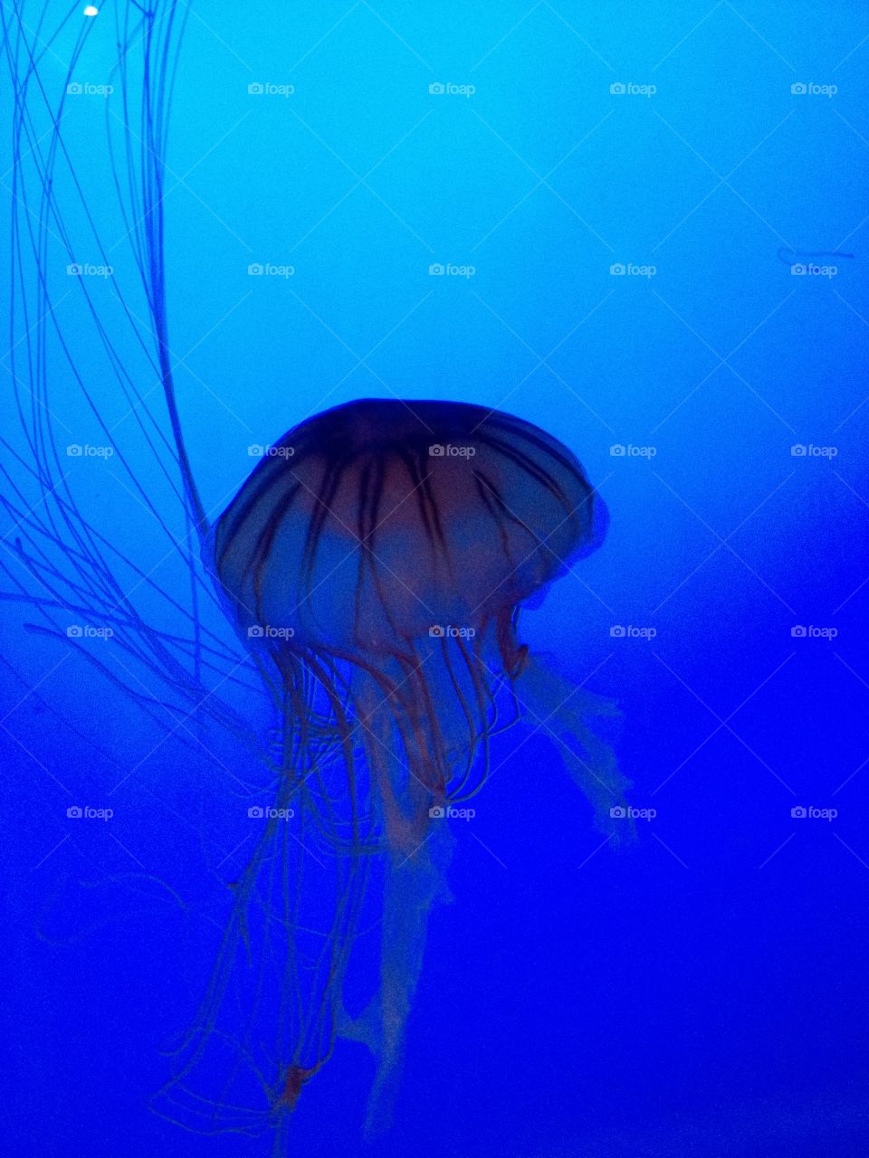 Jellyfish. New England Aquarium 