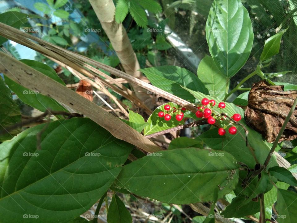 Rivina humilis / bloodberry; flowering plant species in the Petiveriaceae family. Previously placed in the pokeweed family, Phytolaccaceae. This plant also lives in Asia, especially Indonesia. (south borneo)